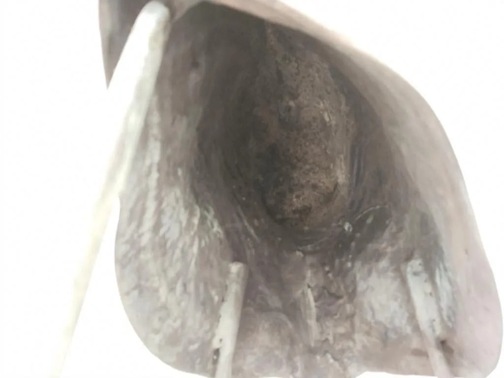 Medici Riccardi Horse Head Grünspan Bronze Guss Replik 12