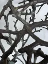 Sculptural Branch Chair for Outdoor Dining 2 2