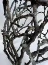 Sculptural Branch Chair for Outdoor Dining 2 8