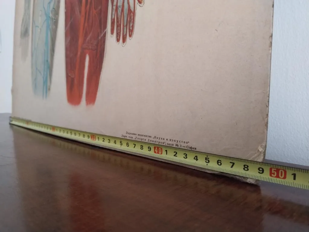 Vintage Human Medical Anatomy Posters 1950s 15