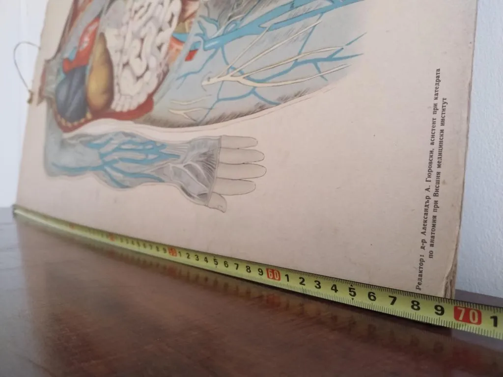 Vintage Human Medical Anatomy Posters 1950s 17