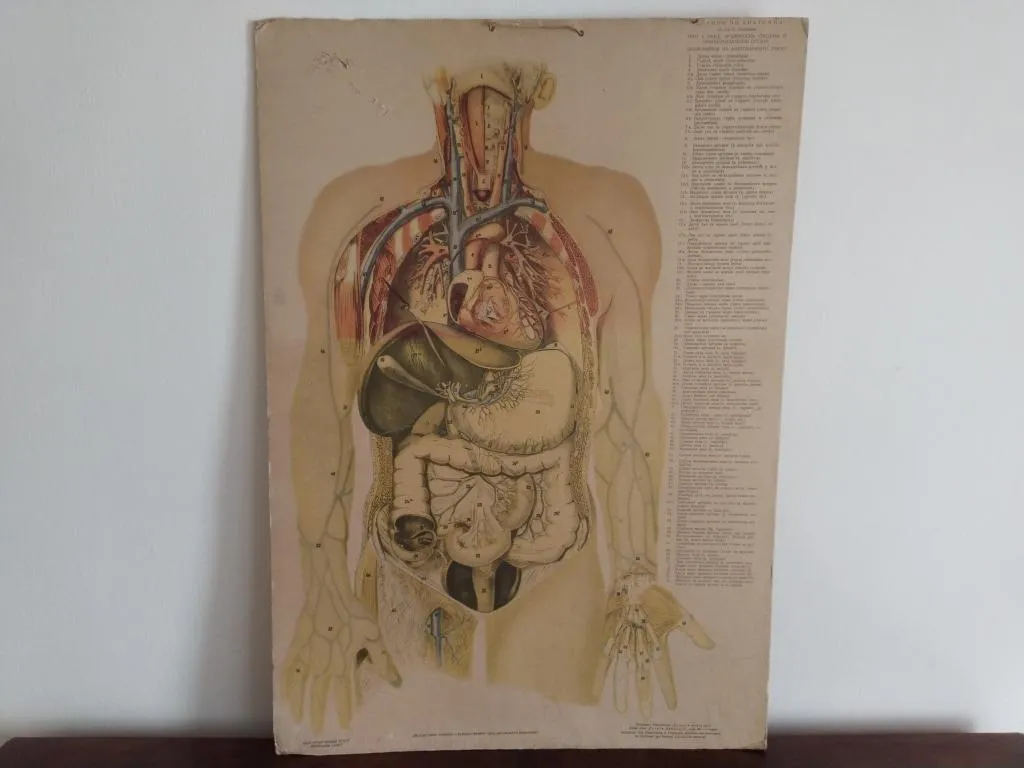 Vintage Human Medical Anatomy Posters 1950s 2