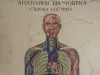 Vintage Human Medical Anatomy Posters 1950s