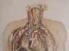 Vintage Human Medical Anatomy Posters 1950s 7