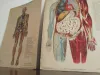 Vintage Human Medical Anatomy Posters 1950s