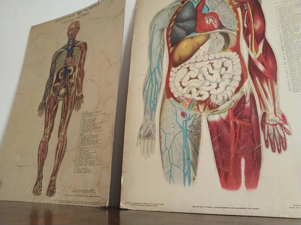 Vintage Human Medical Anatomy Posters 1950s