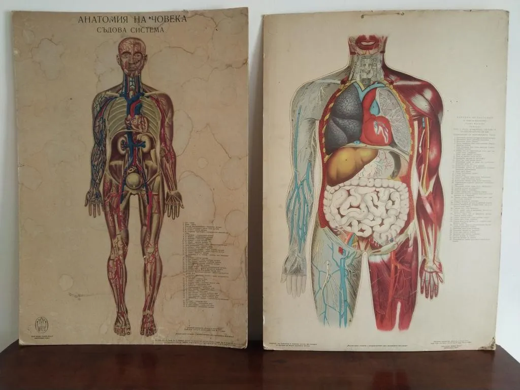 Vintage Medizinische Anatomie-Lernposter 1950er 1