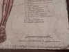 Vintage Medizinische Anatomie-Lernposter 1950er 11