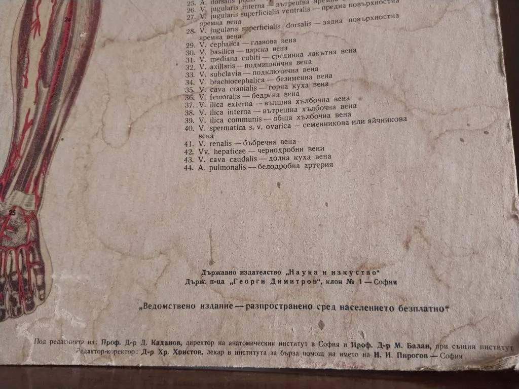 Vintage Medizinische Anatomie-Lernposter 1950er 11