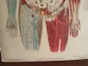 Vintage Medizinische Anatomie-Lernposter 1950er 5