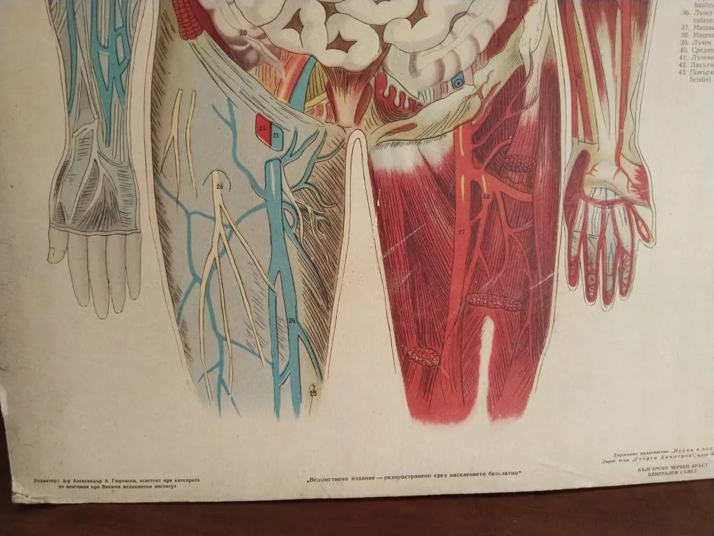 Vintage Medizinische Anatomie-Lernposter 1950er 5