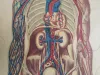 Vintage Medizinische Anatomie-Lernposter 1950er 6
