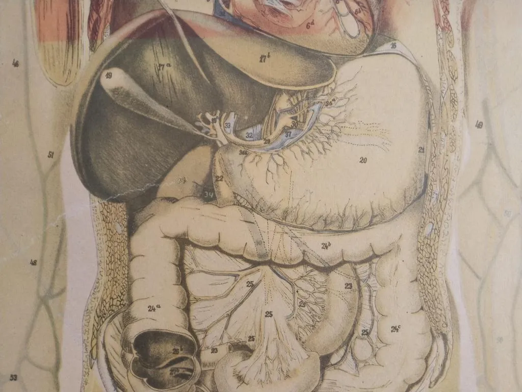 Vintage Medizinische Anatomie-Lernposter 1950er 8