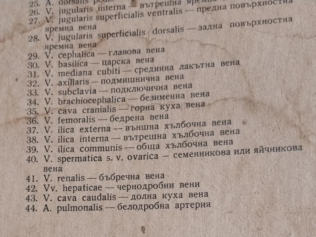 Vintage Medizinische Anatomie-Lernposter 1950er 9